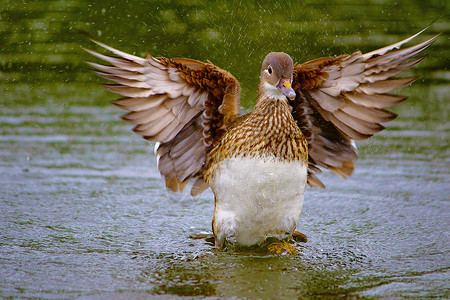 矢量翅膀野鸭阿纳斯latyrhncos女公园英格兰背景