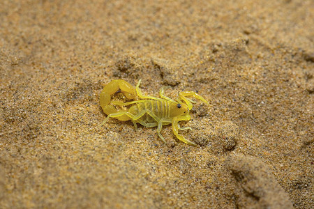 蝎子正形沙漠公园拉贾斯坦邦印地亚高清图片