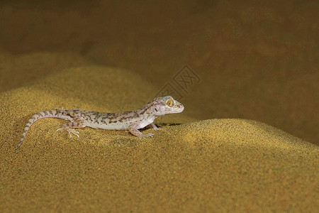 动物小素材沙漠公园拉贾斯坦邦因迪亚背景