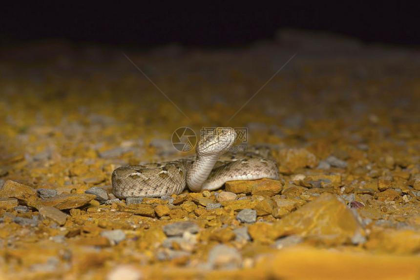 socurek锯成的毒蛇echisalntusochreki沙漠公园rjasthnid图片