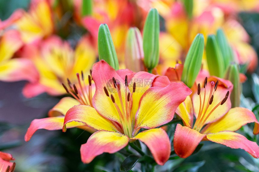 夏日的百合花图片