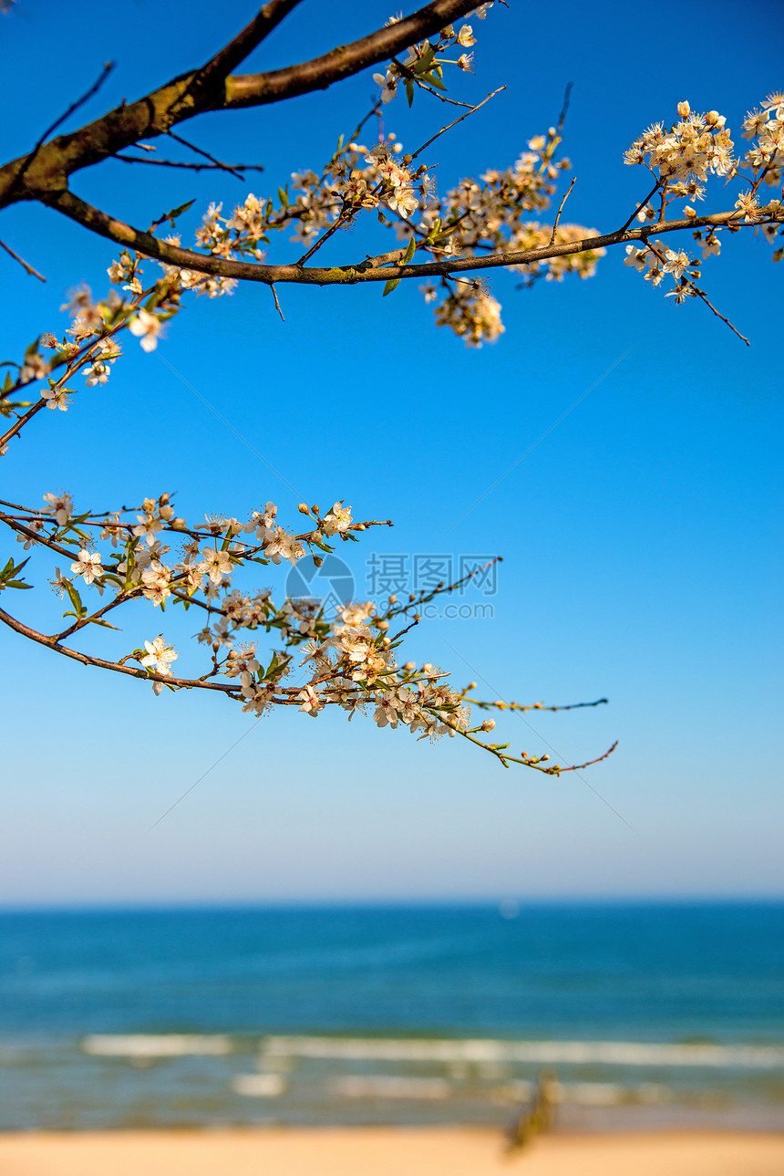 海藻沙滩上的梨花图片