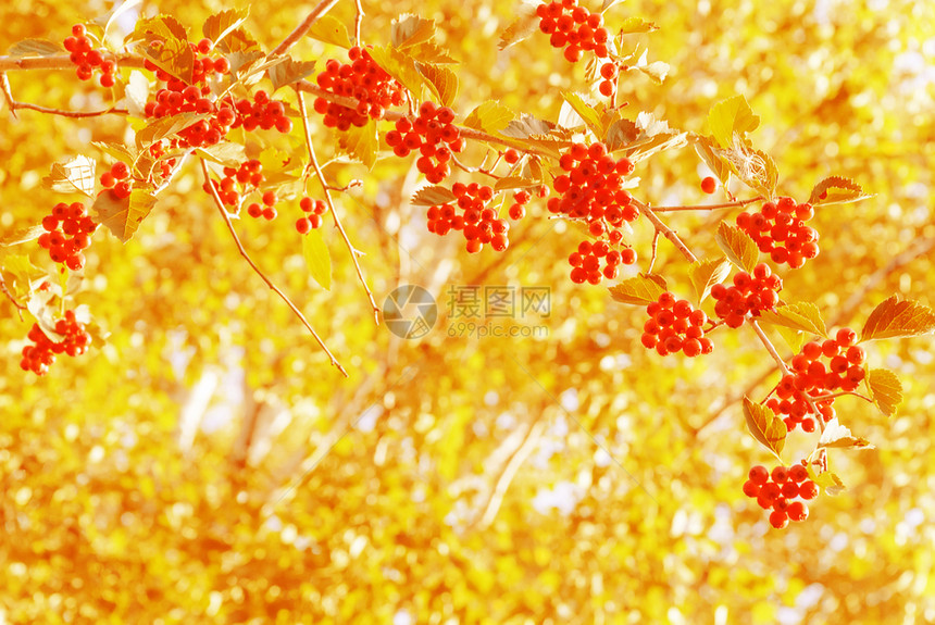 美丽的黄色秋天背景以成熟的红哈须果为框图片