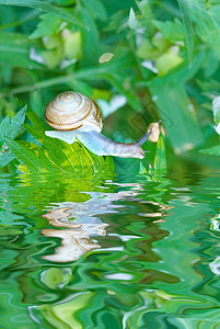绿色树叶上的花园蜗牛看着他在水中的反光图片