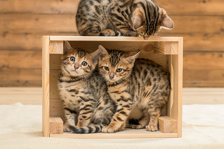 在木盒子里玩的小猫三只鸟图片