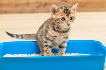 专心的猫咪在厕所托盘上做重要的事情背景图片