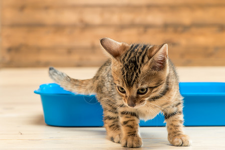 小猫和托盘孟加拉小猫的特写肖像高清图片