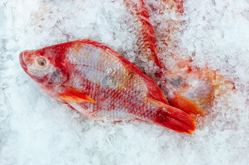 在新鲜海市场最顶级的视野中冷冰上紧闭鲜红罗非鱼图片