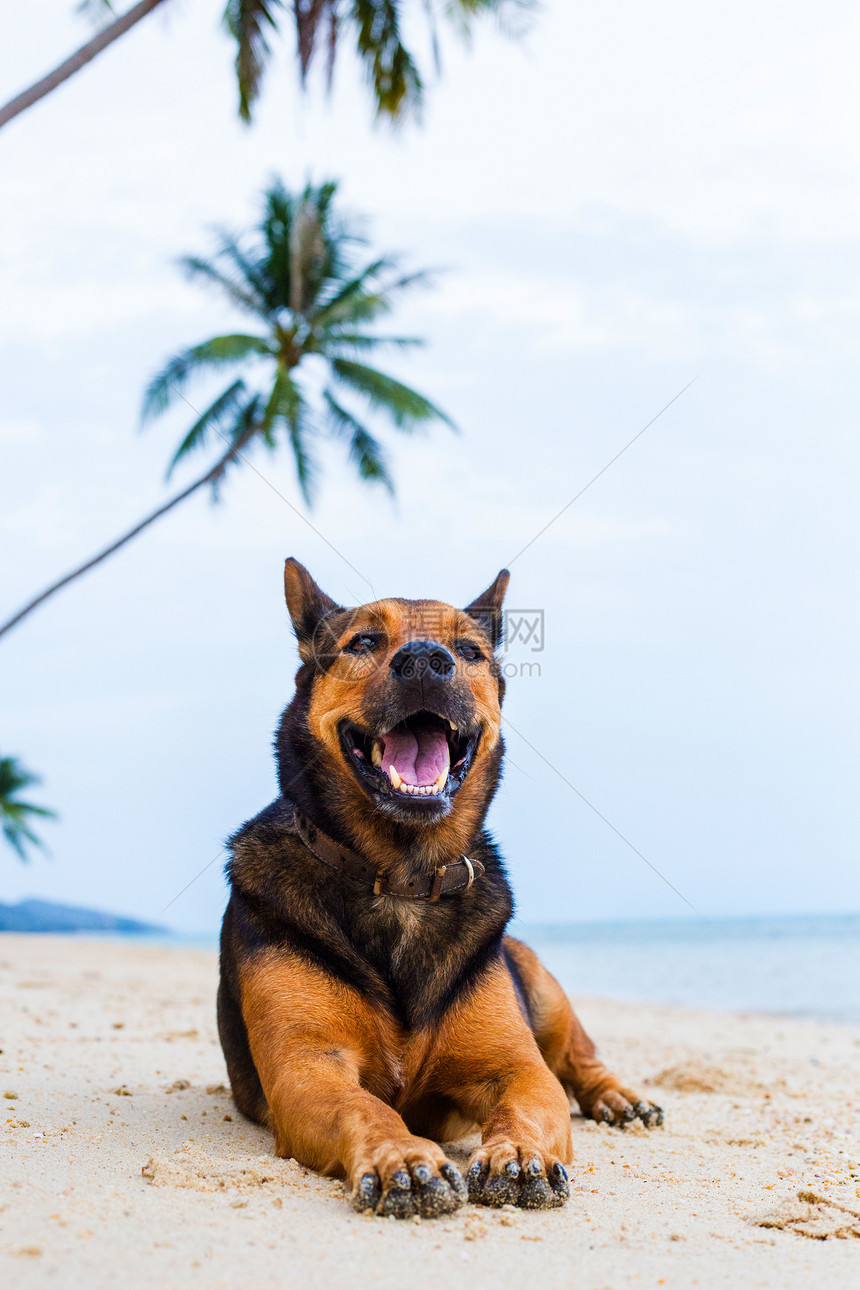 在沙滩上放松快乐的狗夏天概念图片