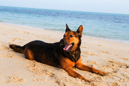 快乐的狗在沙滩上放松海洋和夏天的概念图片