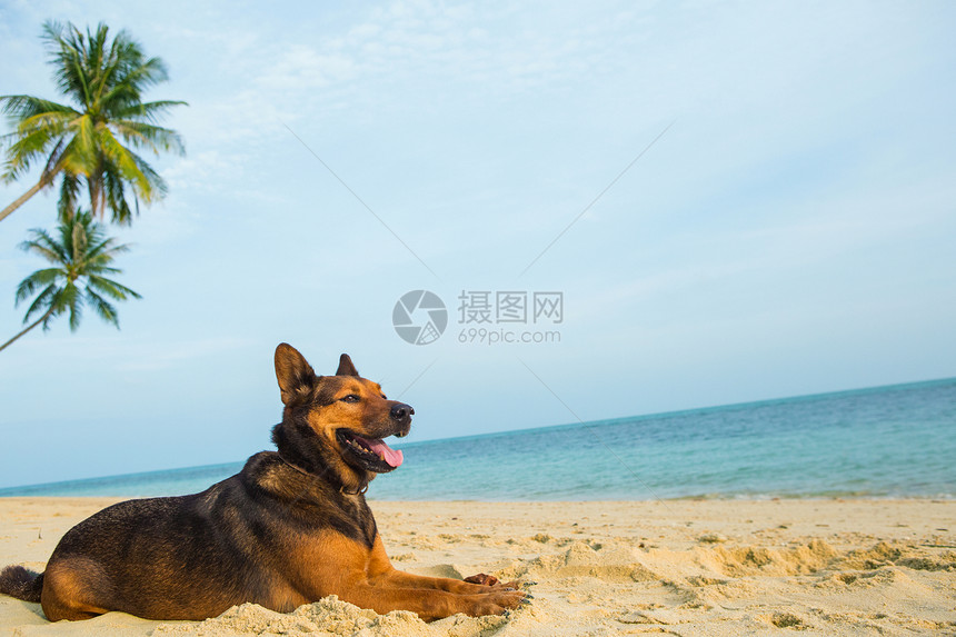 快乐的狗在沙滩上放松海洋和夏天的概念图片