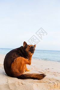 一条狗在沙滩上抓伤了自己海与夏的概念图片