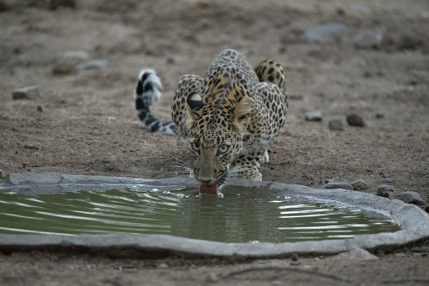 印地安豹类饮用水鹦鹉食物来自拉贾斯坦的jhaln类食物印度豹饮用水豹类食物jhaln类食物拉贾斯坦邦印度图片