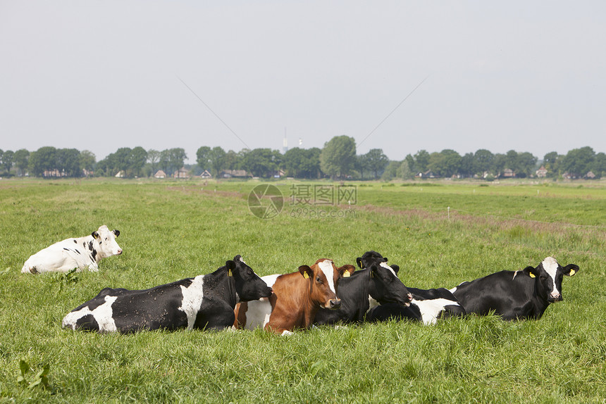 在草原绿地上的一小群斑牛图片