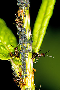 黑虱子和蚂蚁在码头沙鼠的聚居地上背景图片