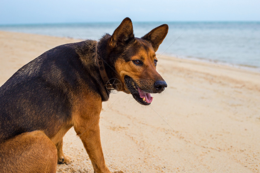 在沙滩上放松快乐的狗夏天概念图片