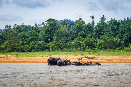 河流中的野生水牛塔曼尼加拉公园马来西亚高清图片