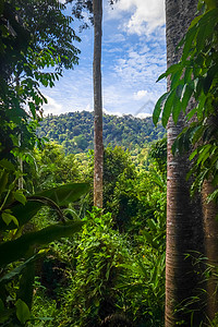 加拉廷国家森林登嘉楼达沃斯特高清图片