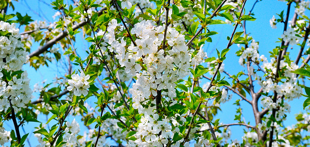 春天美丽的开树枝桃花图片
