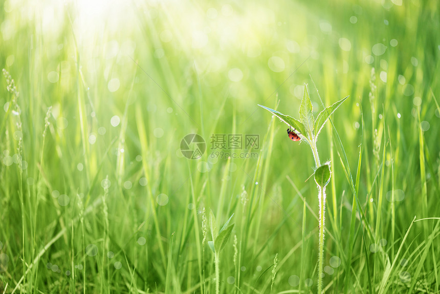 清晨在一片绿草叶上在一片地阳光的线下露草地上用红色的淑女虫进行喷洒图片