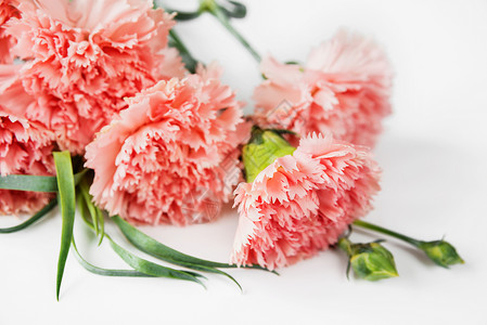 白色背景的粉红康乃馨花图片