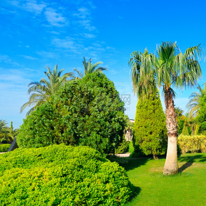 有棕榈树和绿草坪的热带花园阳光明媚的日子图片