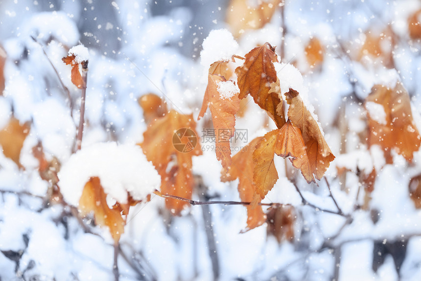 秋末或冬季初雪下有橙色和黄叶子的美丽树枝第一次雪花落下设计时温柔的模糊浪漫蓝色背景图片