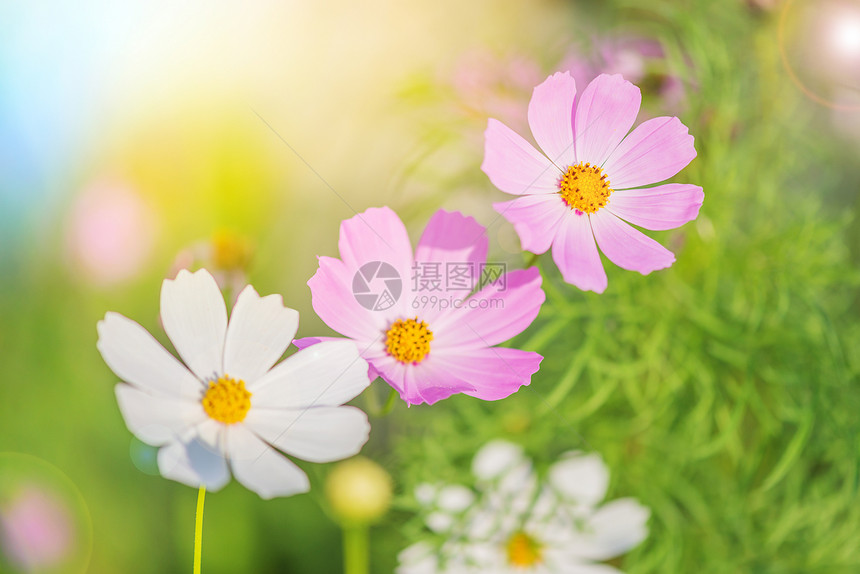 清晨在户外花园盛开的绿草包围着美丽的粉红白宇宙花朵图片