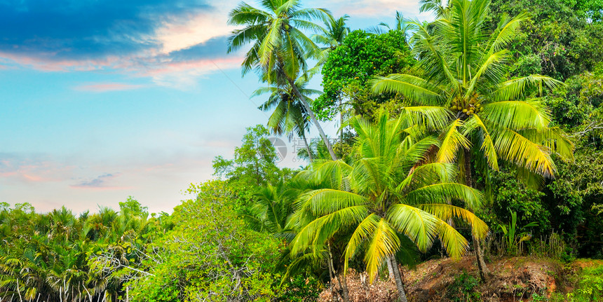 热带棕榈和美丽的日出探索世界和美照片宽广图片