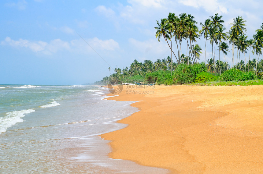 美丽的海景椰子棕榈在宽阔的海滩上生长图片