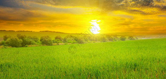 小麦田和令人愉快的日出农业景观宽广的照片图片