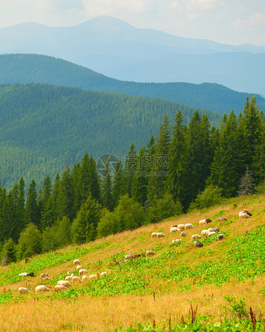 在绿草坡上放牧的羊群背景中的喀尔巴阡山脉景观乌黑图片