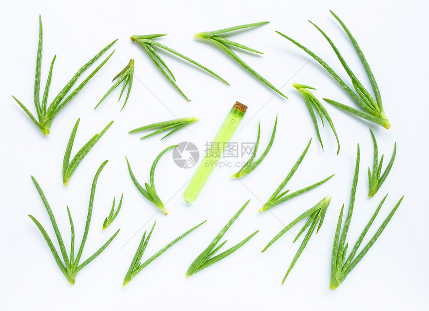aloevra是一家受人欢迎的药用植物于健康和美貌白色背景图片