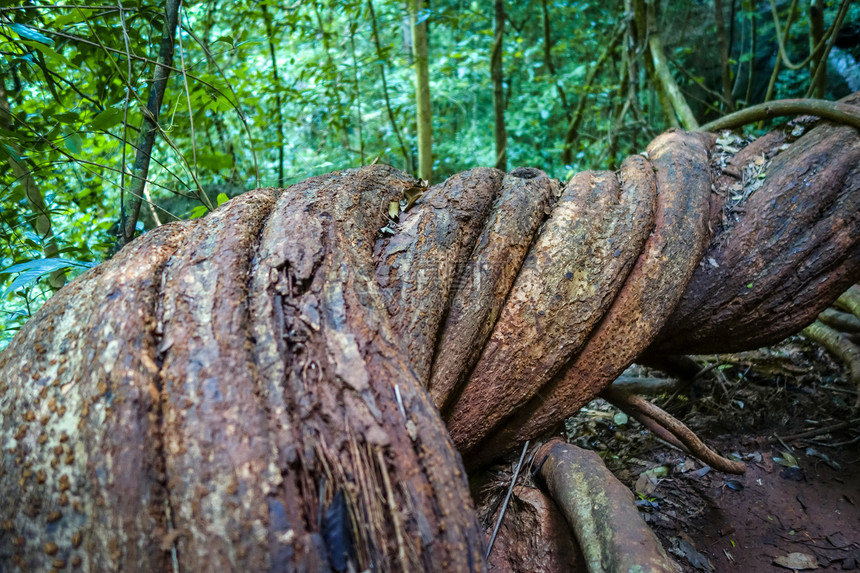 丛林的巨根柬埔寨苏克公园泰丛林的巨根柬埔寨苏克泰国图片