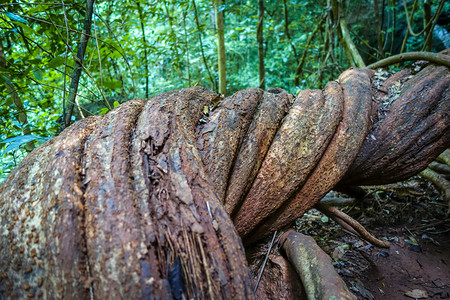 巨魔斯汀根丛林的巨根柬埔寨苏克公园泰丛林的巨根柬埔寨苏克泰国背景