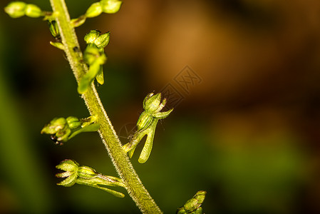 德裔植物的兰花图片