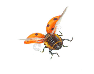 飞行瓢虫在白色上孤立的ladybug背景