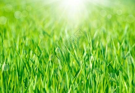 温柔的无焦点弹簧背景日出和在青绿草上浮出水面高清图片