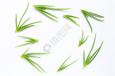 aloevra是一家受人欢迎的药用植物于健康和美貌白色背景背景图片