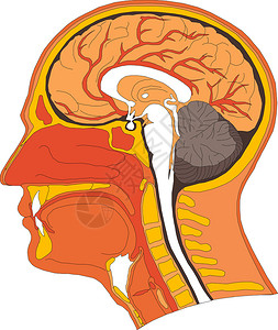 人体大脑解剖图图片