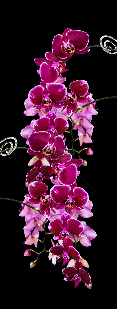 深红色兰花的丰富细枝紧贴的花朵隔绝在黑色背景上垂直图像图片