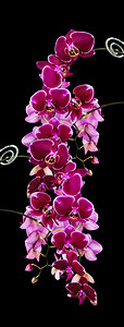 深红色兰花的丰富细枝紧贴的花朵隔绝在黑色背景上垂直图像背景图片