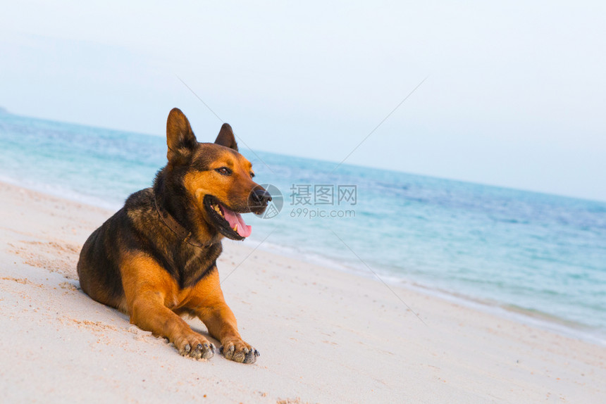 快乐的狗在海滩上放松暑假和海洋概念图片