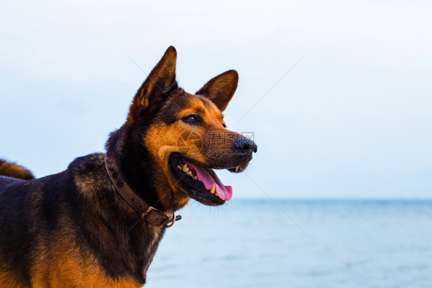 快乐的狗在海滩上放松图片