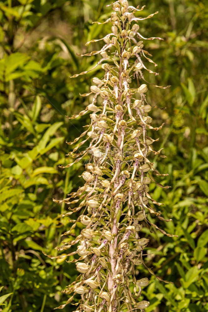 野兰花蜥蜴图片