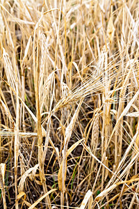 黄田上成熟的麦子小图片