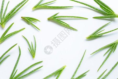 白色背景的aloevra植物框架图片