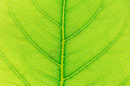 绿叶纹理背景为网站模板春美环境和生态概念设计提供光线图片