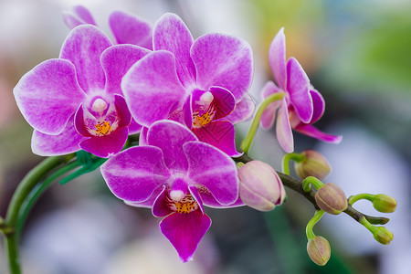 永恒美紫罗兰兰花园中的冬季或春天用于美和农业概念设计背景