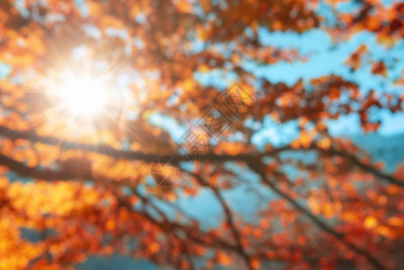 色彩多的树枝秋叶金阳光穿透树和蓝天空远离焦点充满活力的秋天背景图片